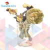 Buy Alacabenzi Magic Mushrooms