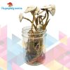 Buy Avery Albino Cubensis Mushrooms