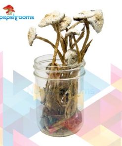 Buy Avery Albino Cubensis Mushrooms