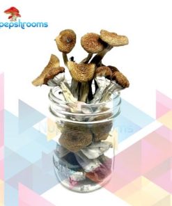Buy Z-Strain Magic Mushrooms for sale